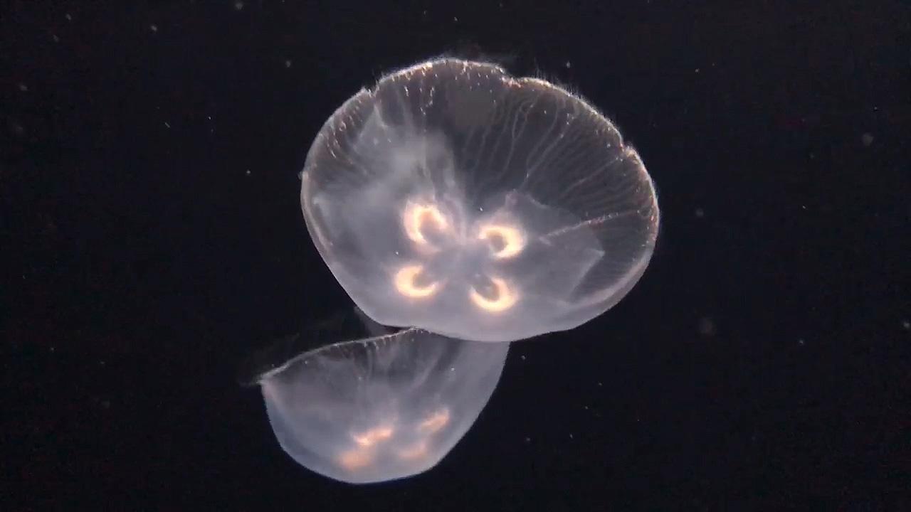 Jellyfish are thriving along US coastline