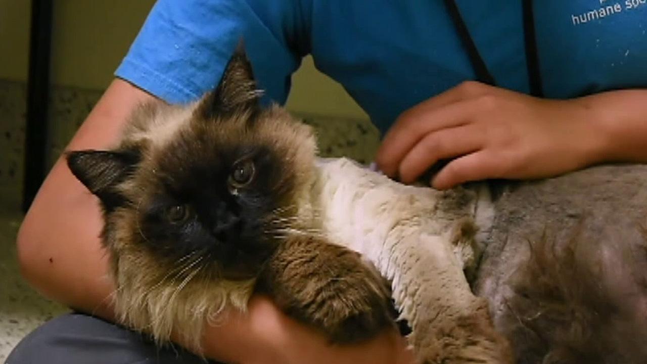 'Chubbs' the cat at shelter in Pasadena, California