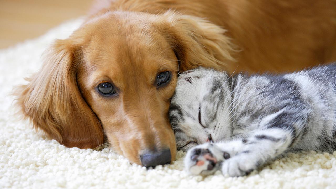 Which are smarter, cats or dogs? We asked a scientist