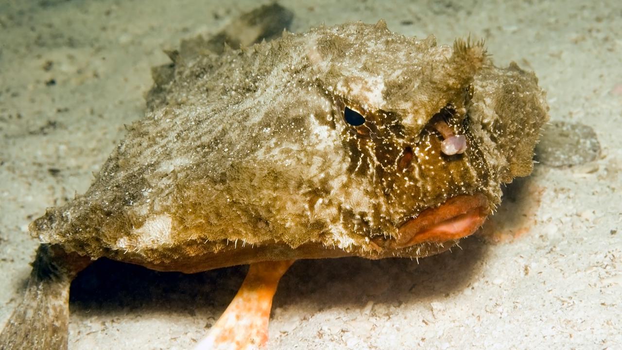 Bizarre deep-sea creature washes up on Texas beach