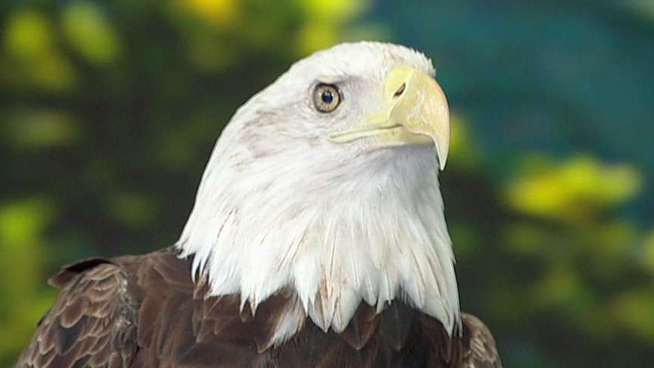 'Fox & Friends' celebrates American Eagle Day