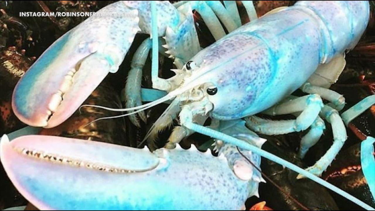 See it: Cotton candy-colored lobster caught