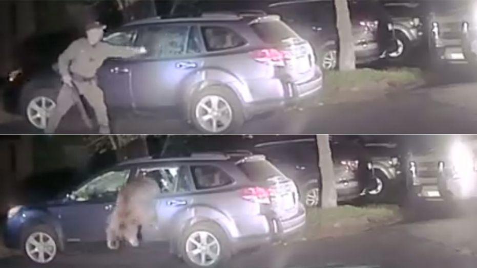 Bear breaks into car, police help it escape