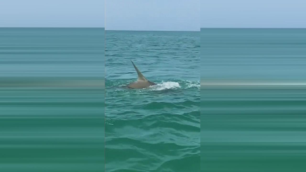 Raw video: Shark goes deep sea fishing in Florida
