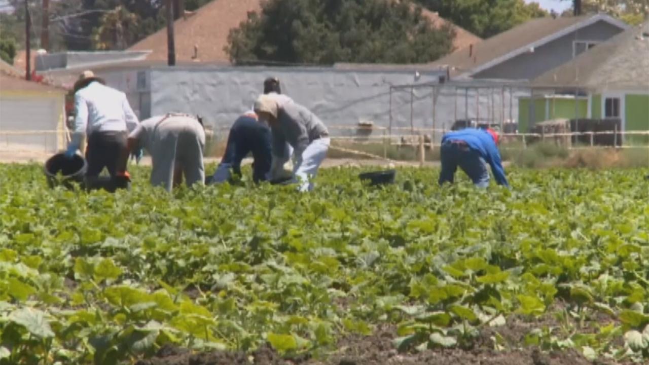 'Zero-tolerance' policy impacting California farmers