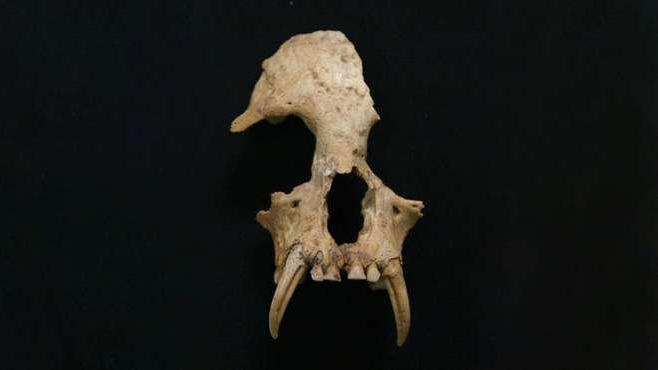 A new extinct species of gibbon found in China