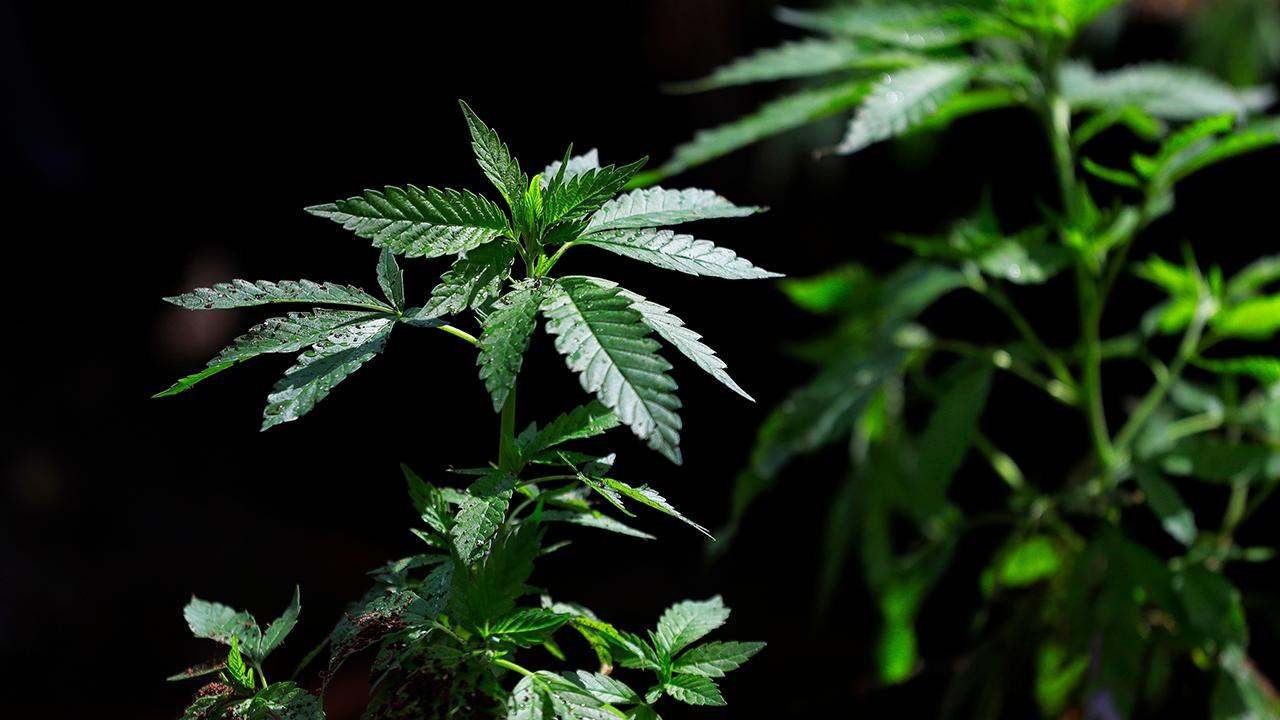 Should marijuana be used to address the opioid crisis?