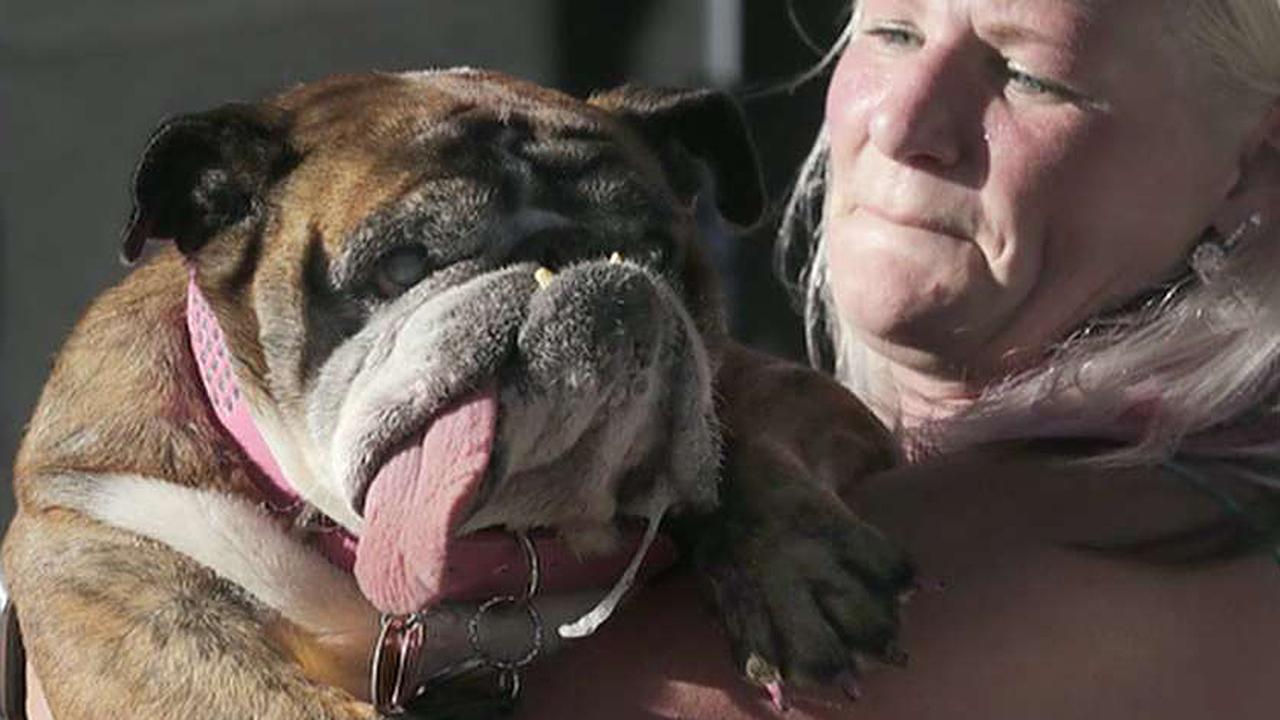 English bulldog wins the World's Ugliest Dog title