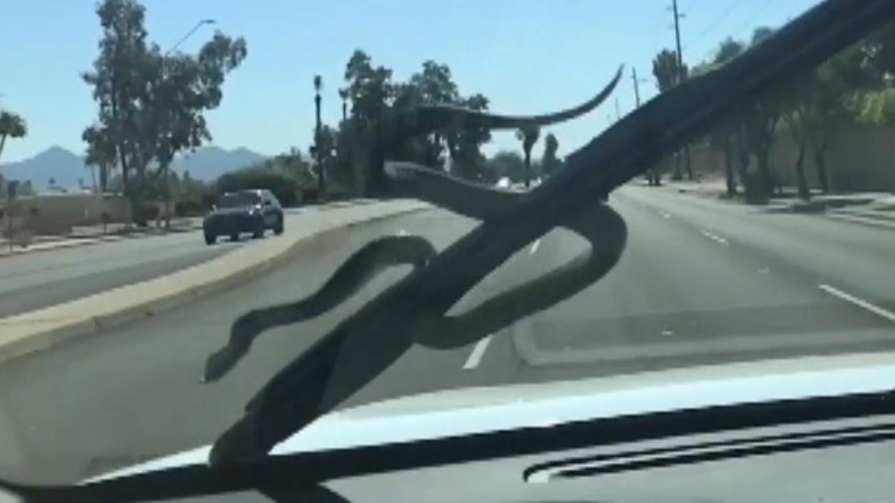 Driver shocked to discover snake on windshield wiper