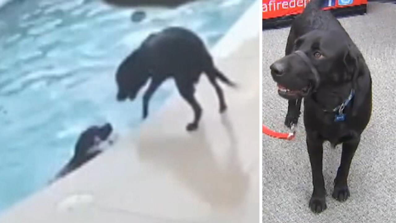 Hero dog that saved canine friend from drowning honored