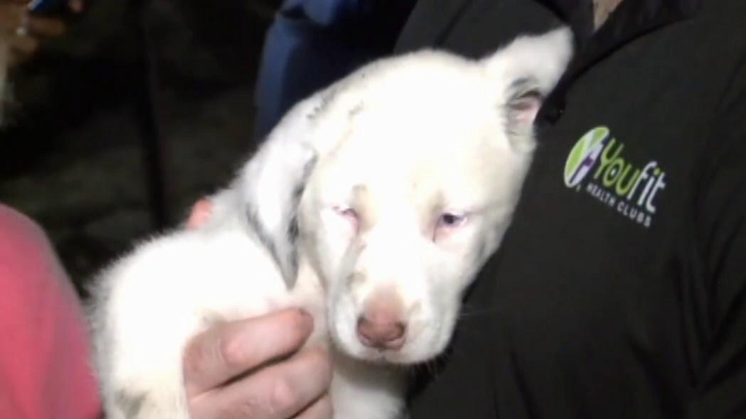 Deaf puppy rescued from fifty-foot deep hole in Alabama