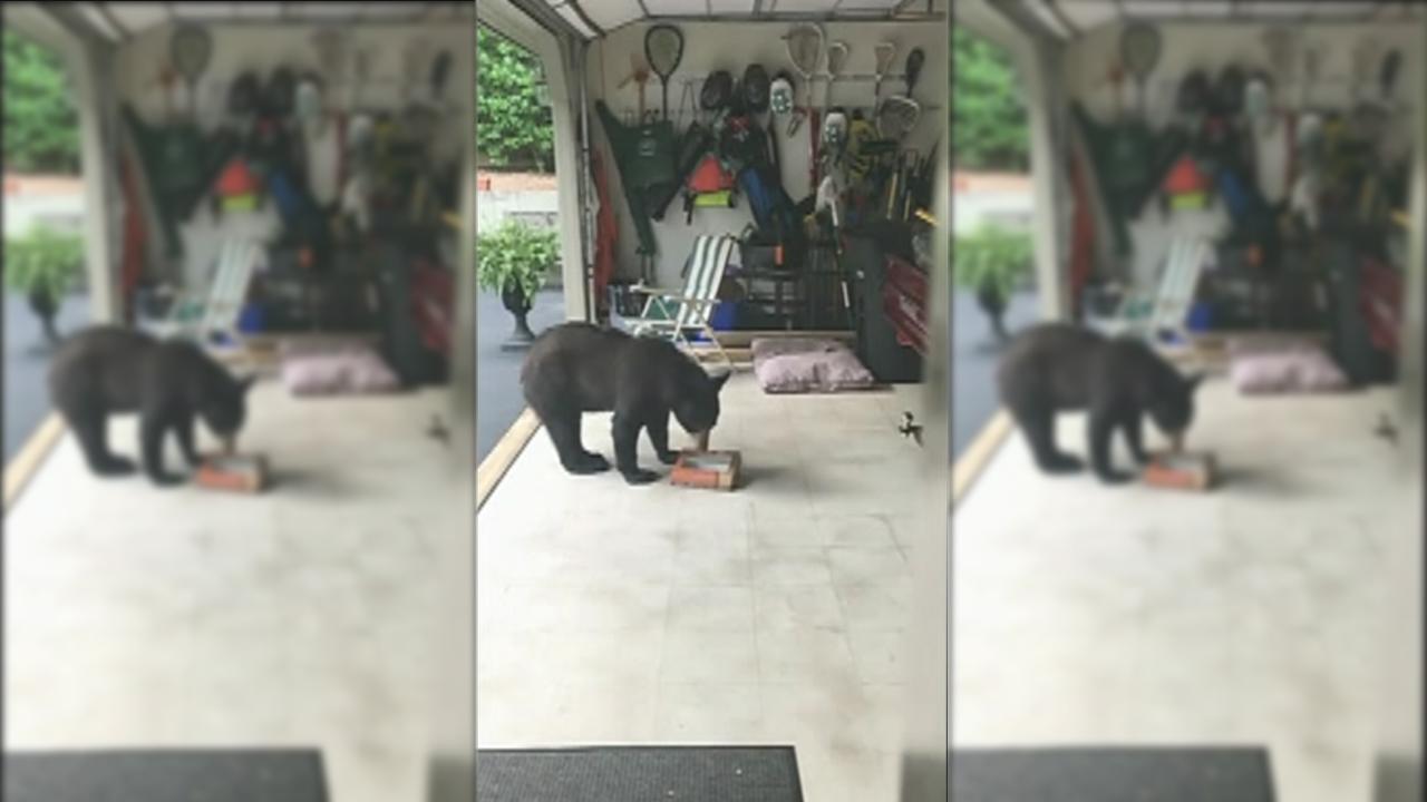 Caught on tape: Black bear steals donuts