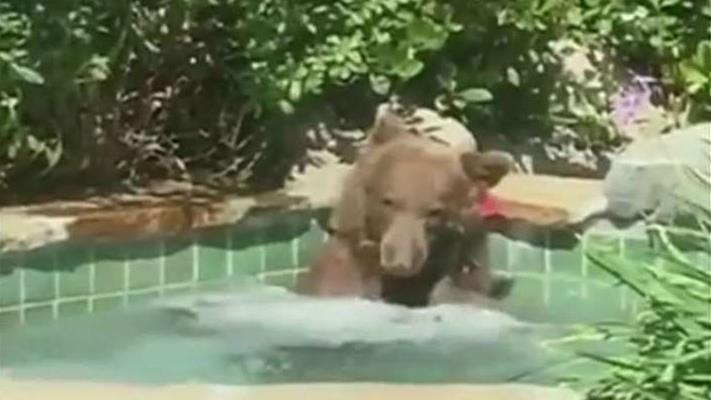 Bear chills out in bubbling hot tub