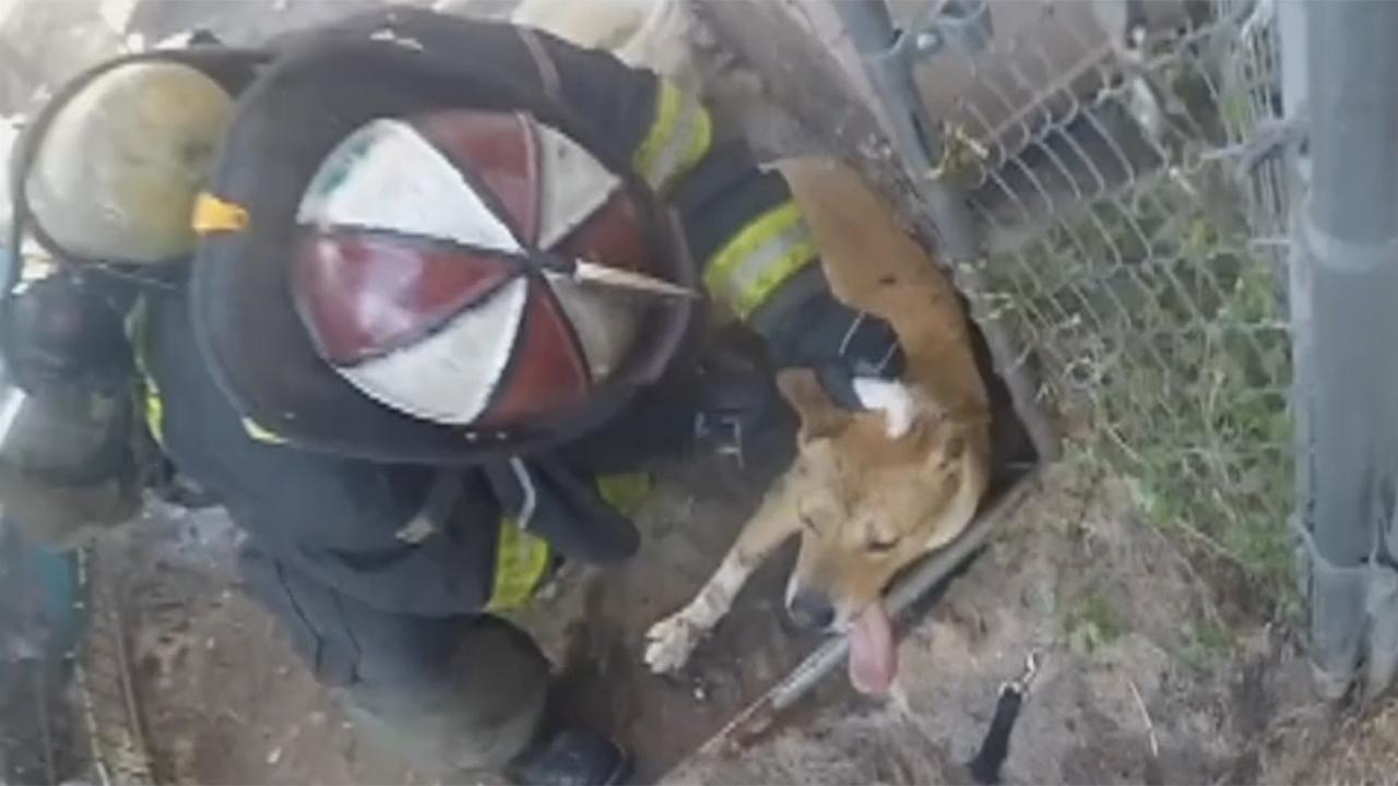 Crews battling intense house fire save caged dog