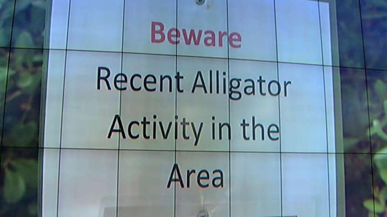 Alligator chases teenager up tree in Florida