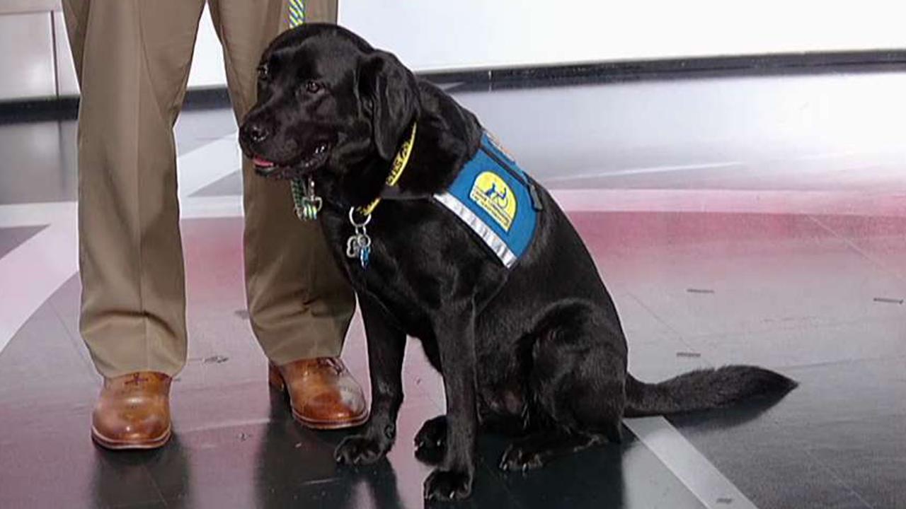Service dogs changing lives of veterans with PTSD