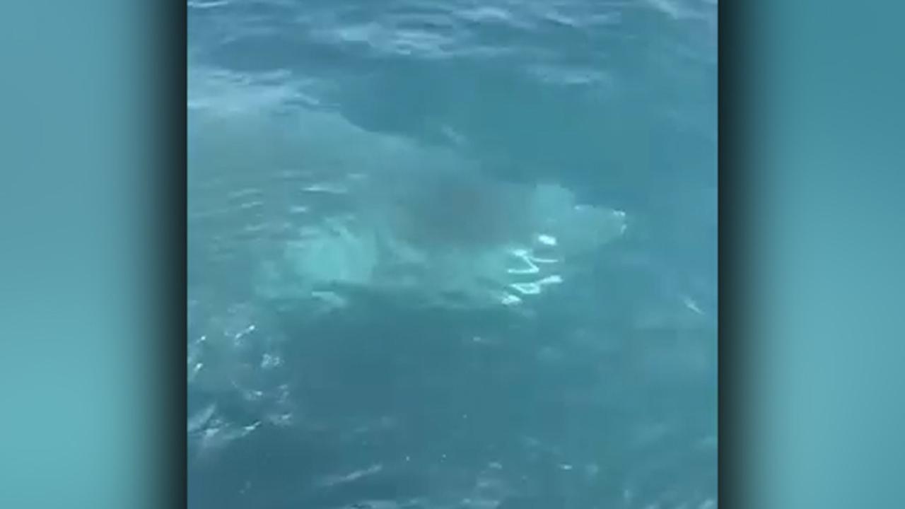 Shark swims alongside Coast Guard boat off Maine