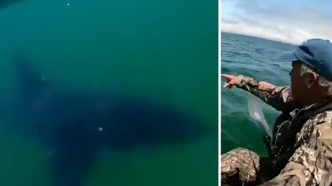 California kayaker has close encounter with great white 