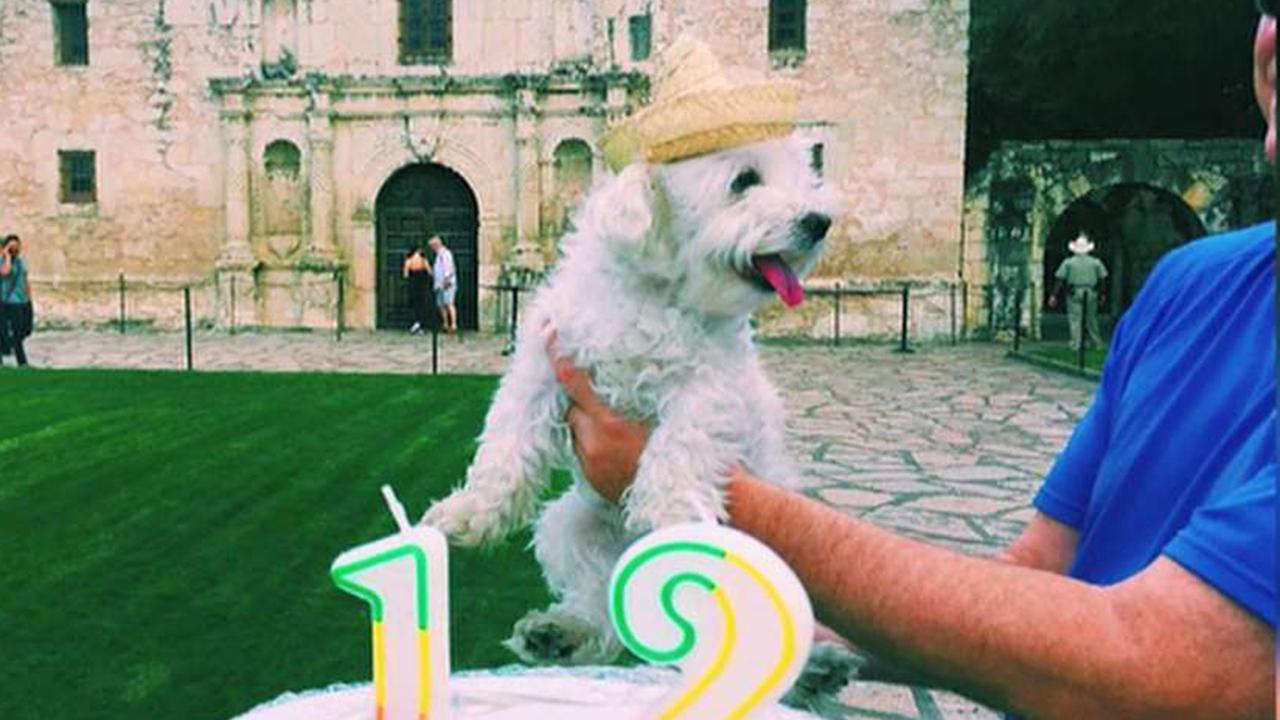 Traveling pup goes viral