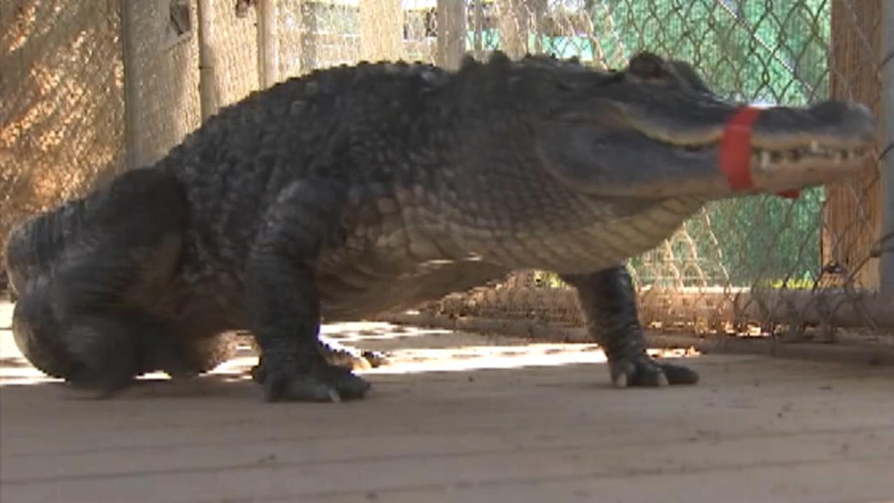 Alligator gets prosthetic, 3D-printed tail