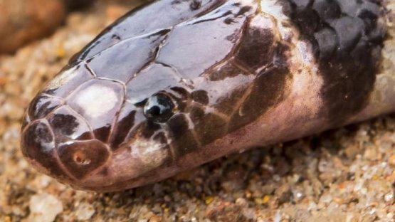 New venomous snake species found in Australia