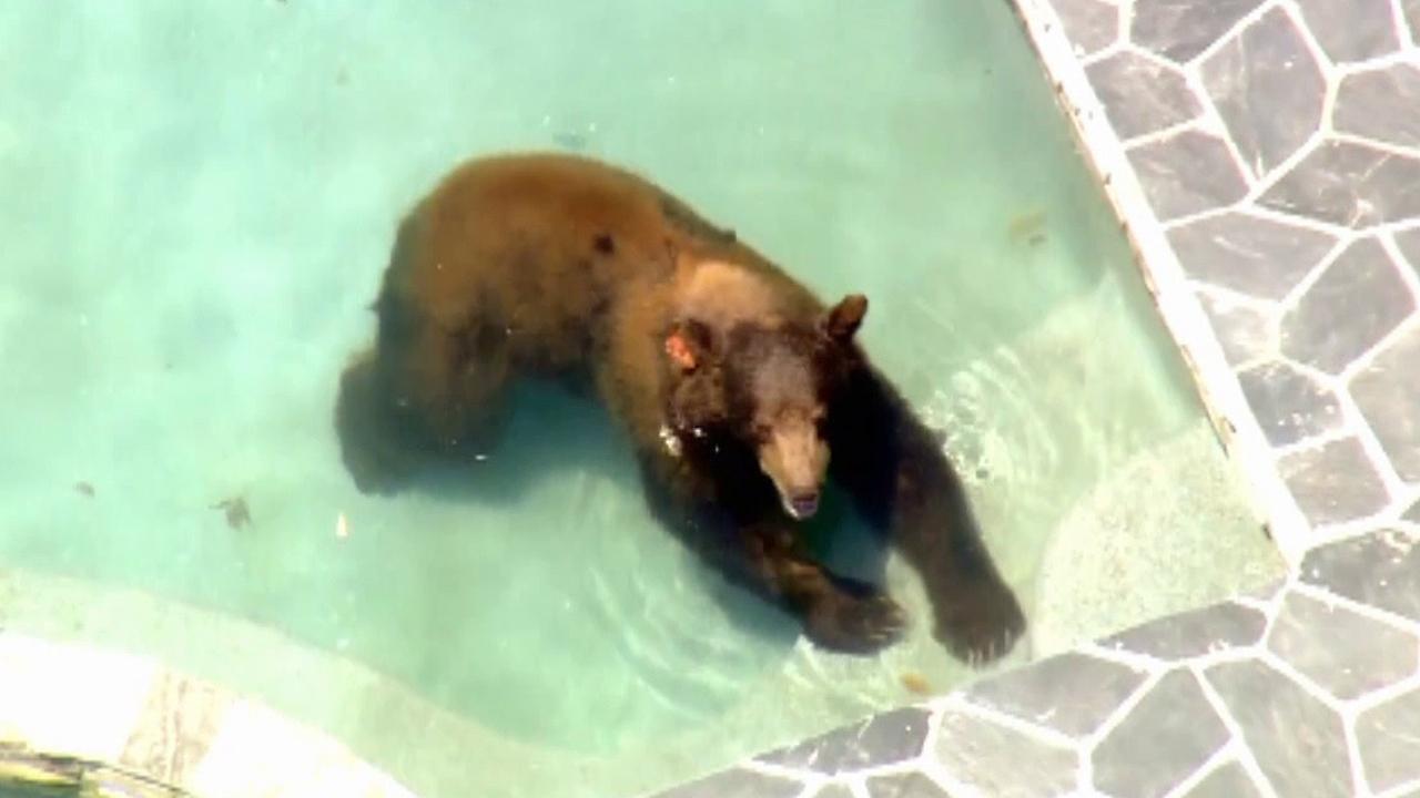 Bear beats the summer heat in California
