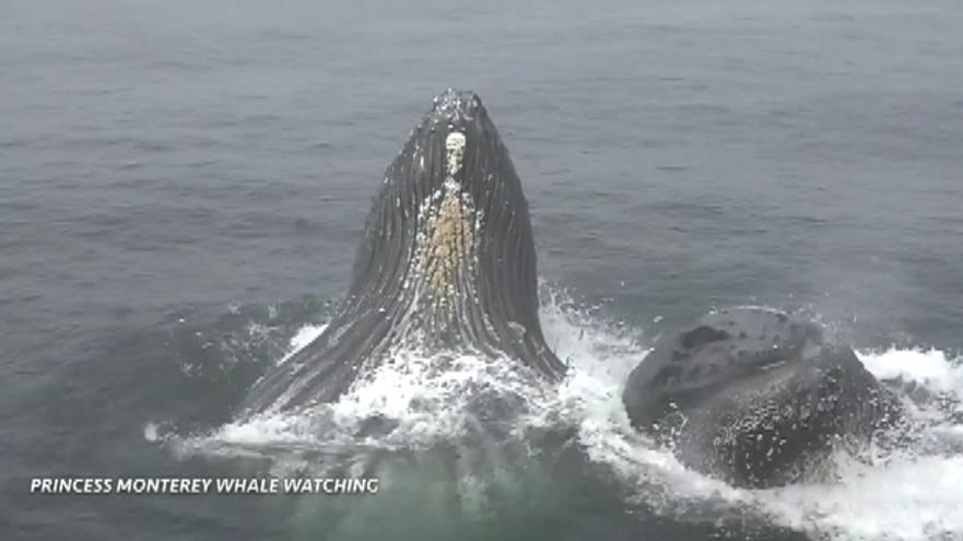 Humpback whales leap out of water near whale watching boat