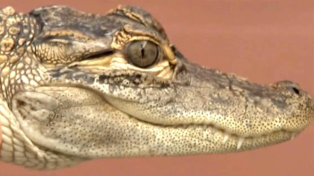 Alligator found in Michigan pond