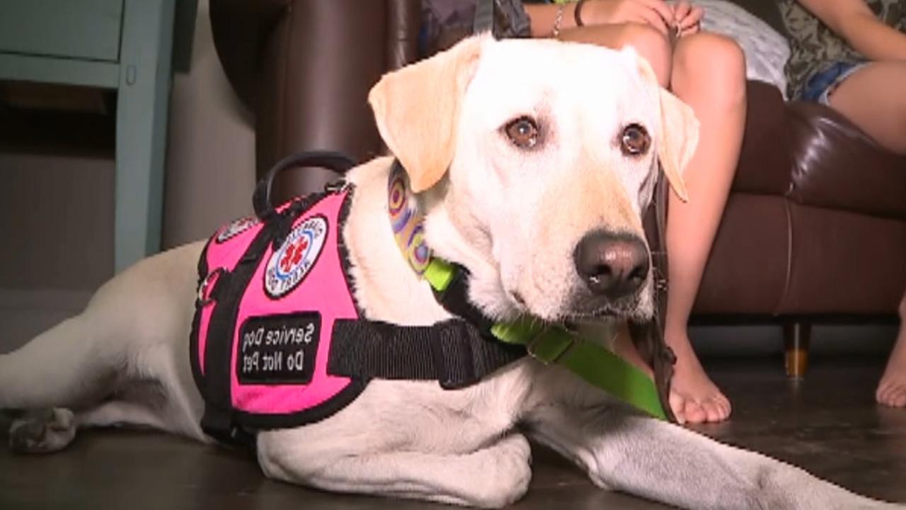 Specially trained dog monitors girl's diabetes