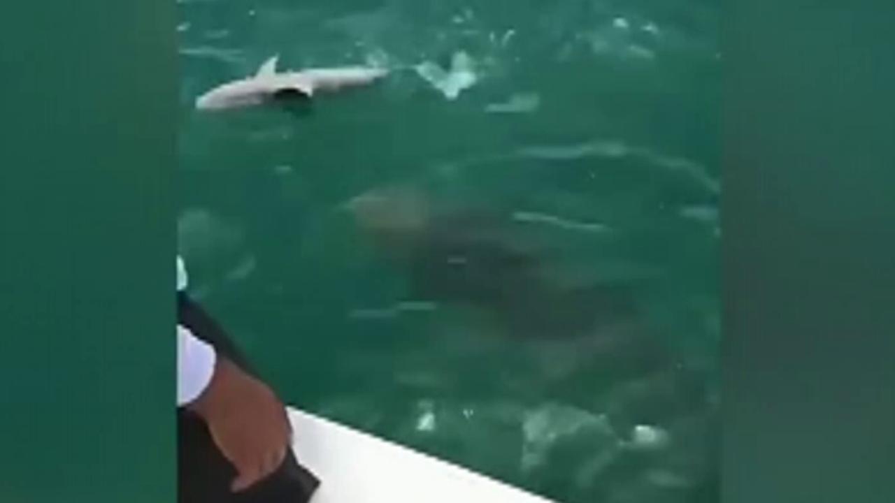 Caught on video: Massive grouper eats shark