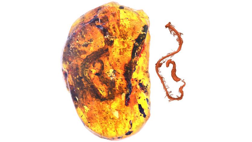 Dinosaur-era snake embryo found fossilized in amber