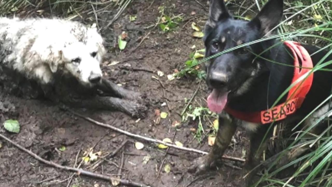 Raw video: Rescue dog saves dog trapped in mud 