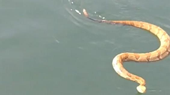 Rattlesnake attempts to board boat