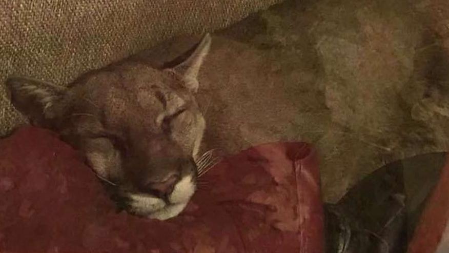 Oregon woman finds mountain lion napping in her home