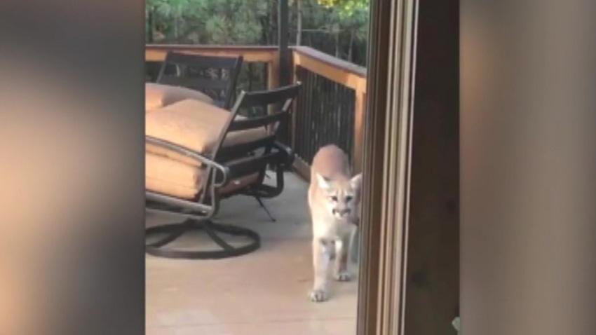 Colorado man films family of mountain lions on his porch