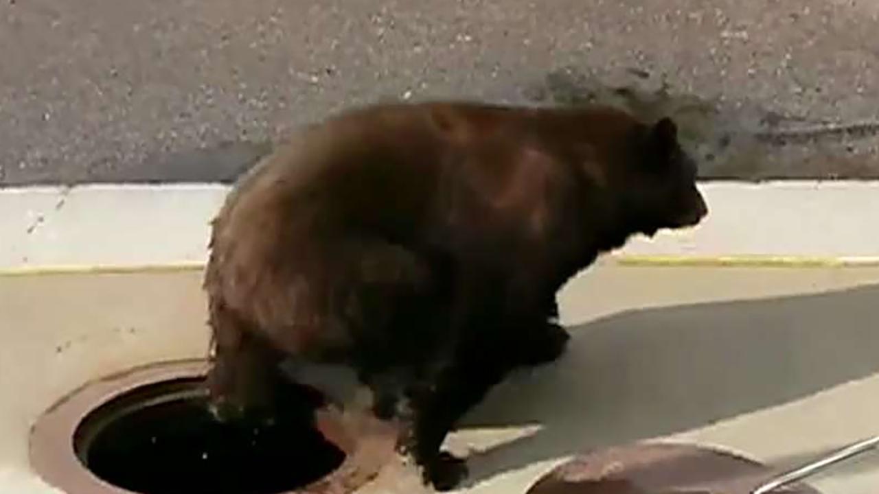 Workers free black bear from storm drain in Colorado