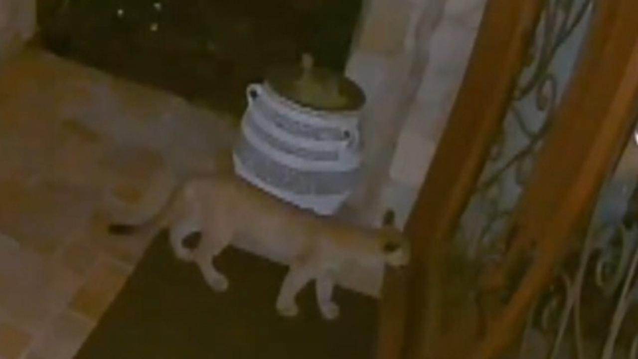 Mountain lions lurk outside California family's front door