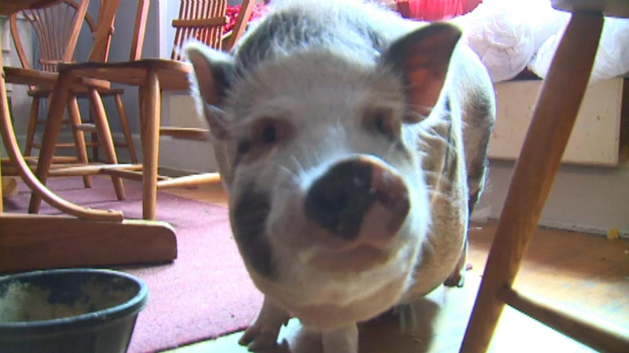 Pet pig protects family’s home from intruders
