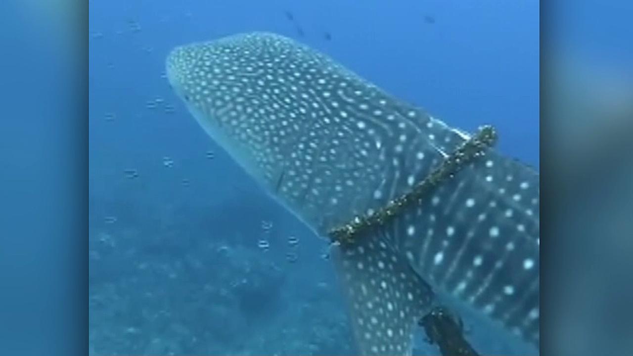 Raw video: Diving trip becomes mission to rescue whale shark