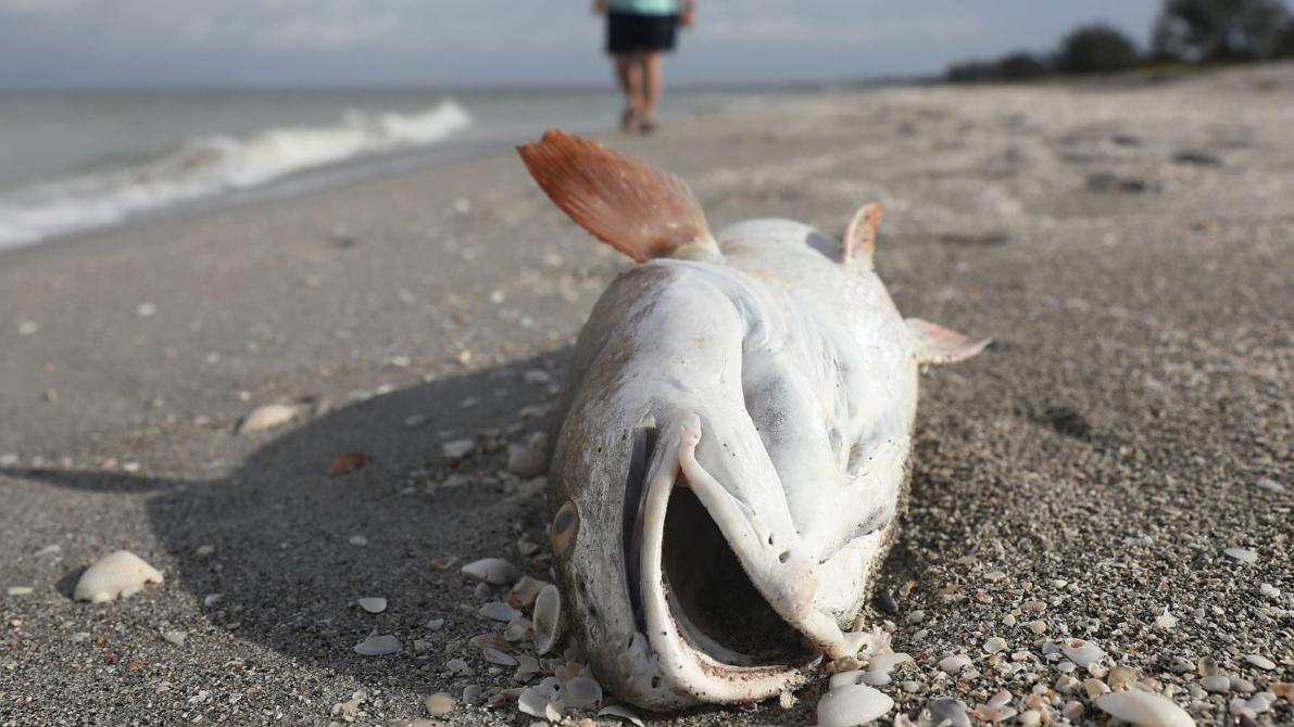 A prolonged case of red tide algae along the Florida coast is killing off animal as small as tiny fish to possible even whale sharks. Here’s a look at the devastation.