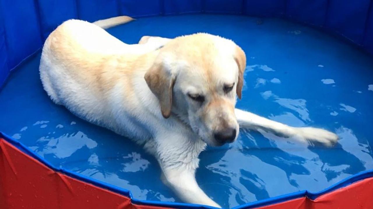 Tips for keeping your pets cool