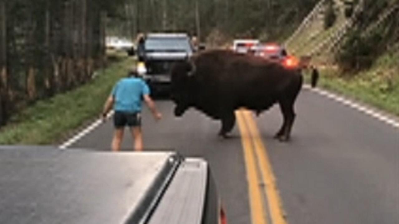 Shoeless man taunts huge bison at Yellowstone National Park