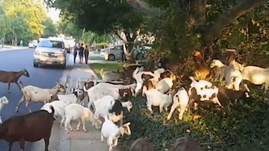 The backstory of how goats stormed an Idaho neighborhood