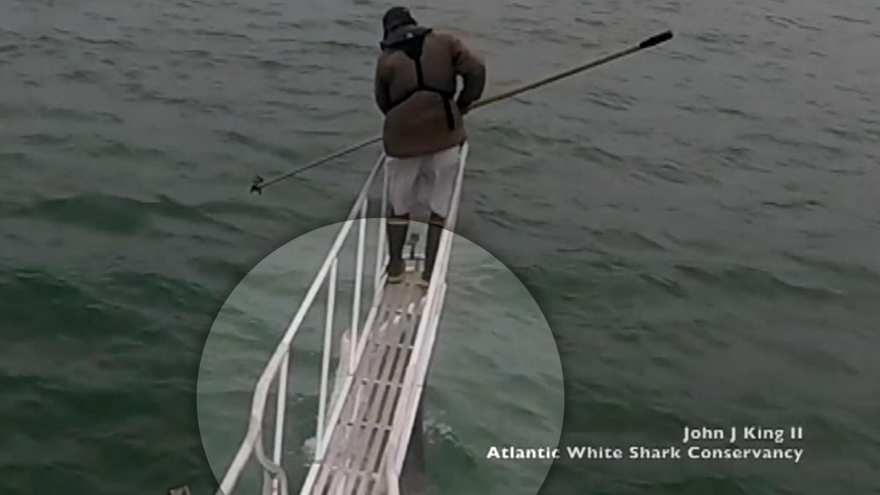 Great white shark surprises researchers with breach