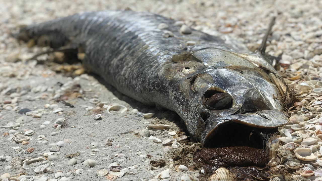 toxic-algae-bloom-killing-marine-life-making-people-sick-along-florida