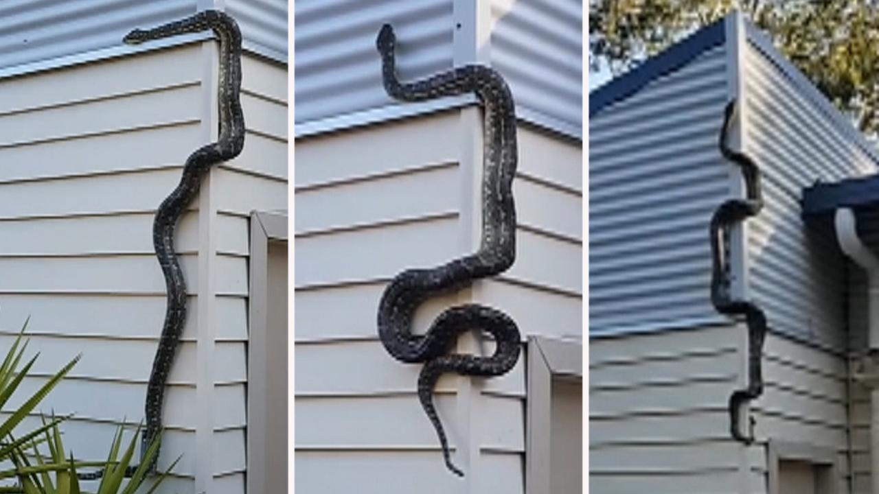 Large python slithers up side of house in Australia