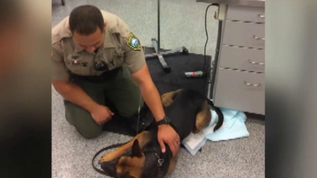 Deputy uses Narcan to save K9 dog exposed to heroin