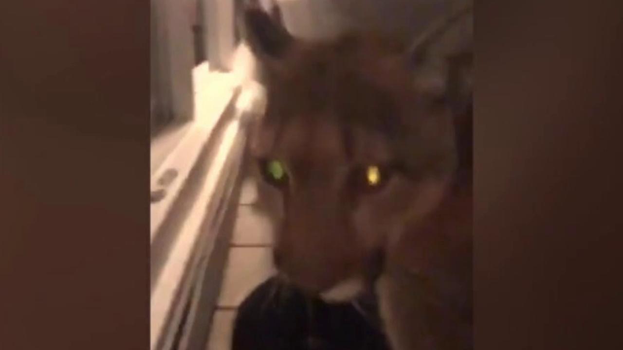 Mountain lion breaks into Colorado home, kills house cat