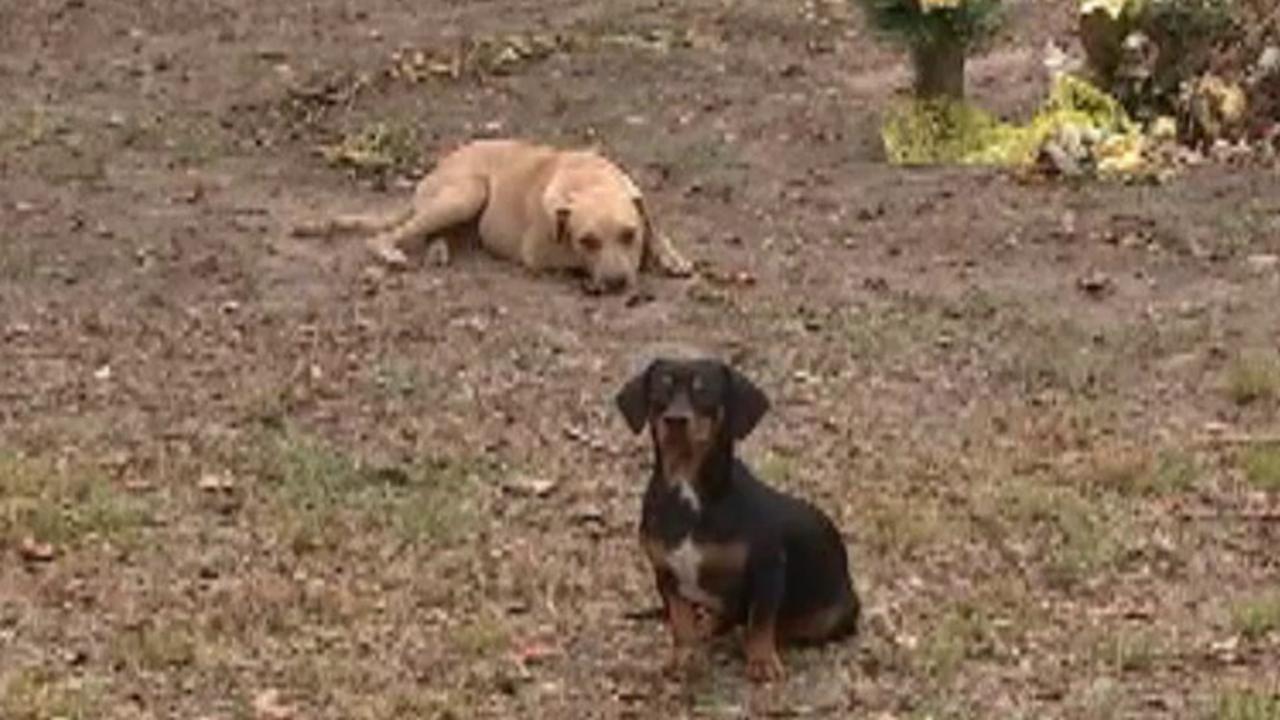 Man's dying wish: new homes for his dogs