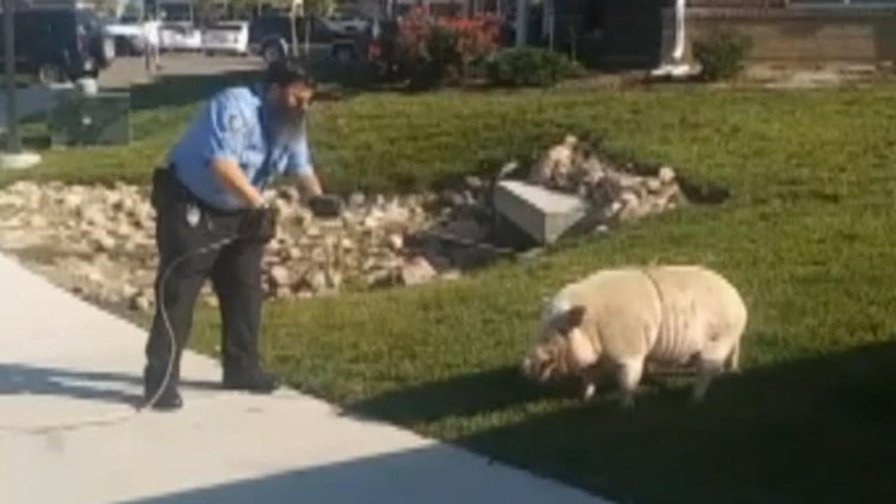 Pet pig goes hog wild, resists arrest
